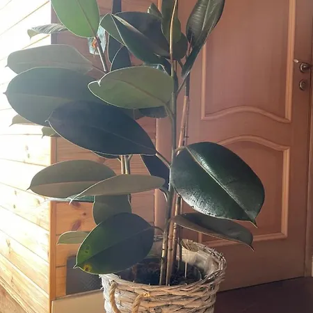 Stebuklas Coliving VNO Buitenkant foto